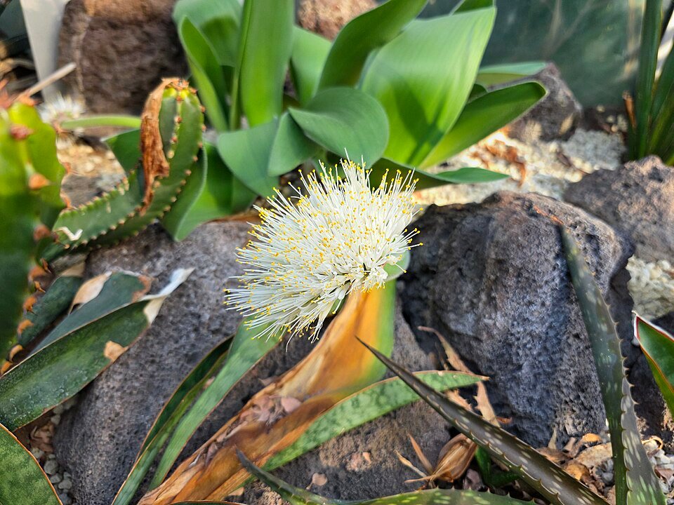 Haemanthus