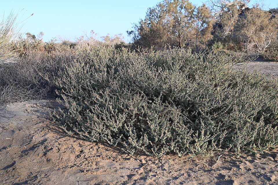 Halophytes