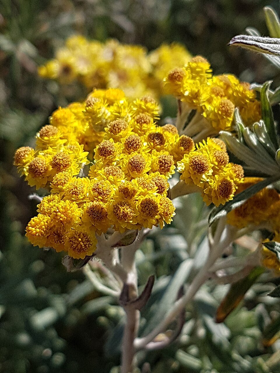 Helichrysum