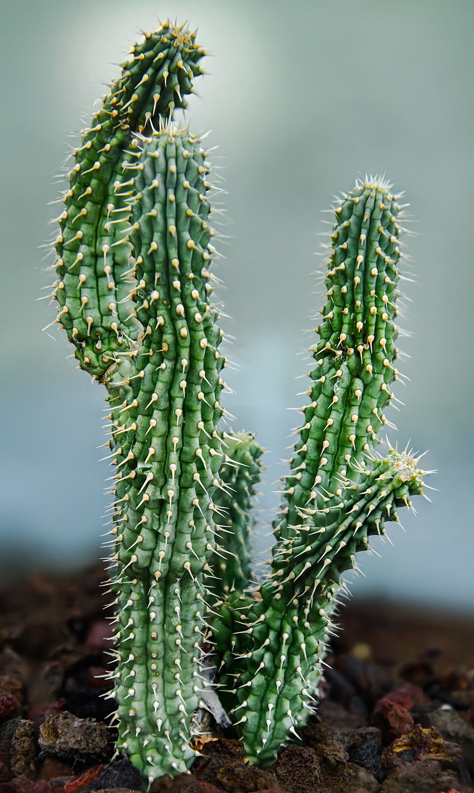 Hoodia