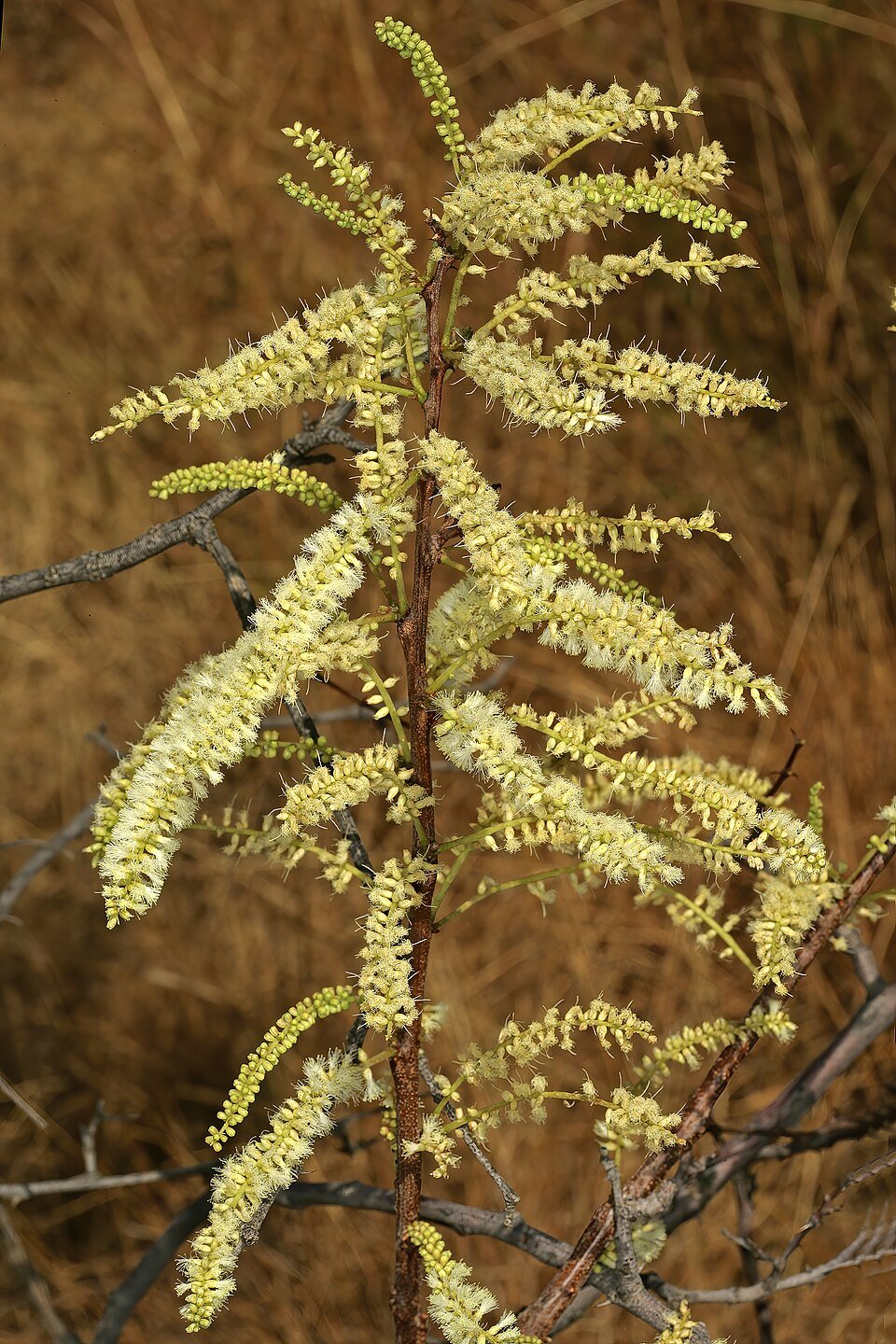 Hook Thorn