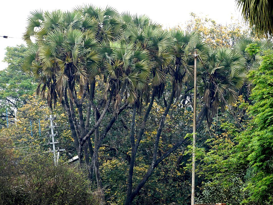 Hyphaene Palms