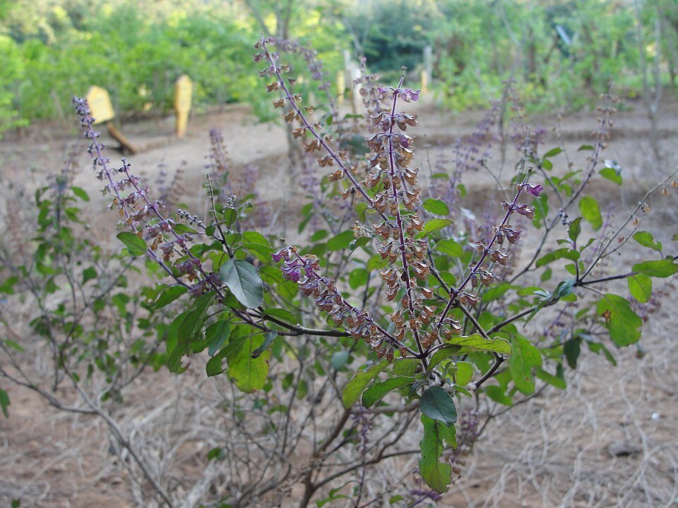 Indigenous Ceremonial Plants