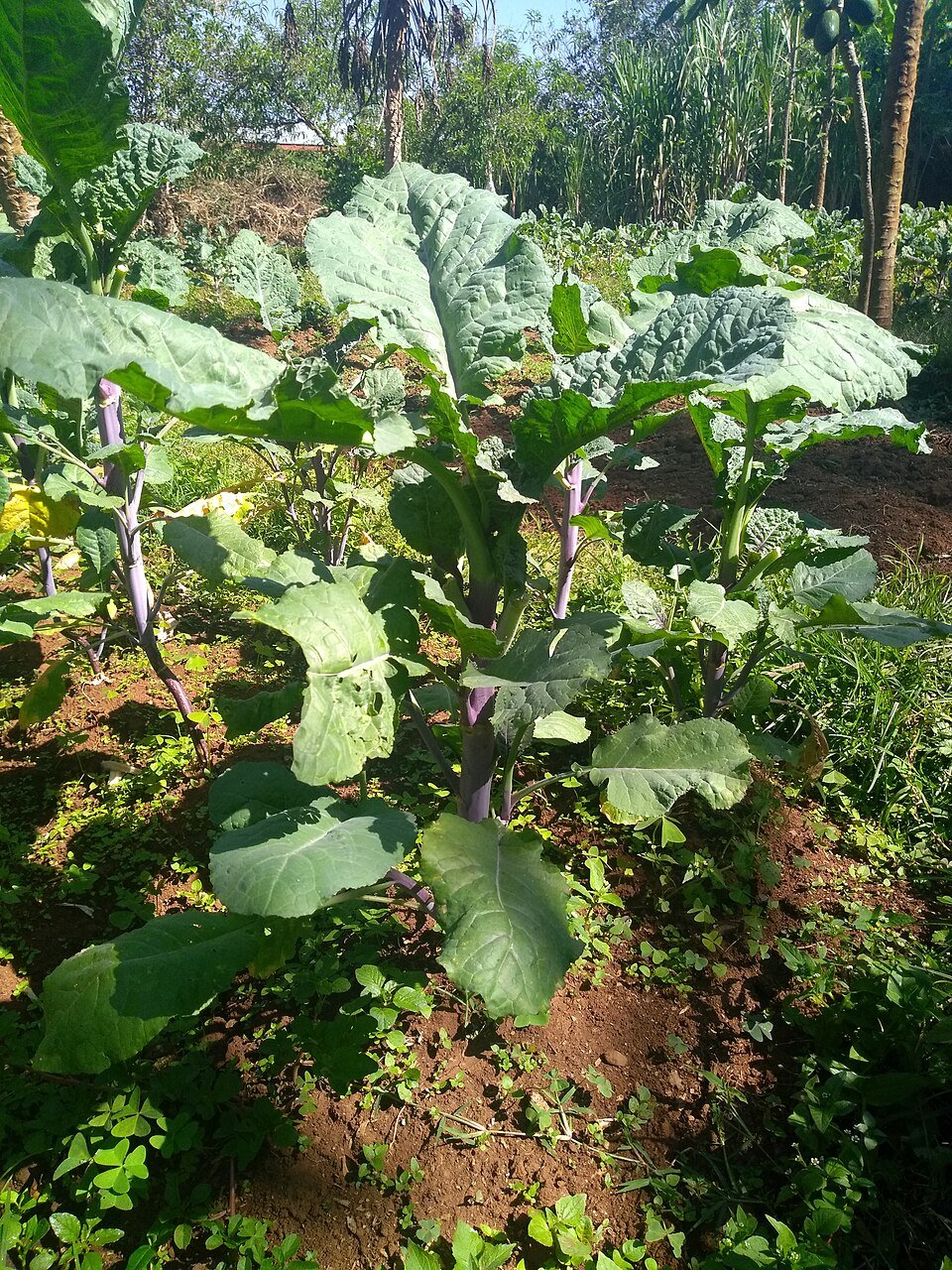 Indigenous Leafy Vegetables