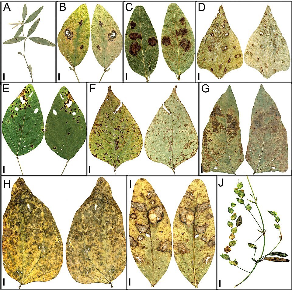 Indigenous Legumes
