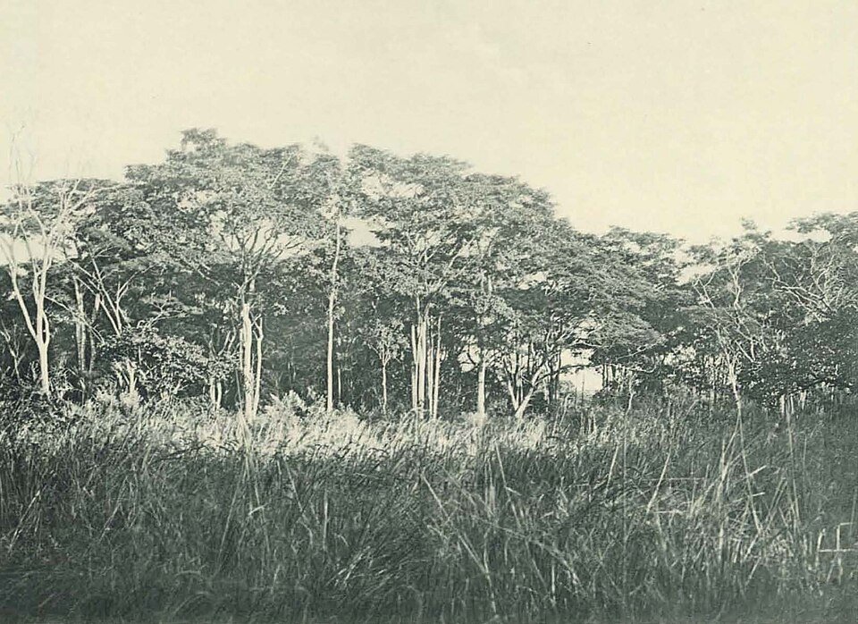 Iroko