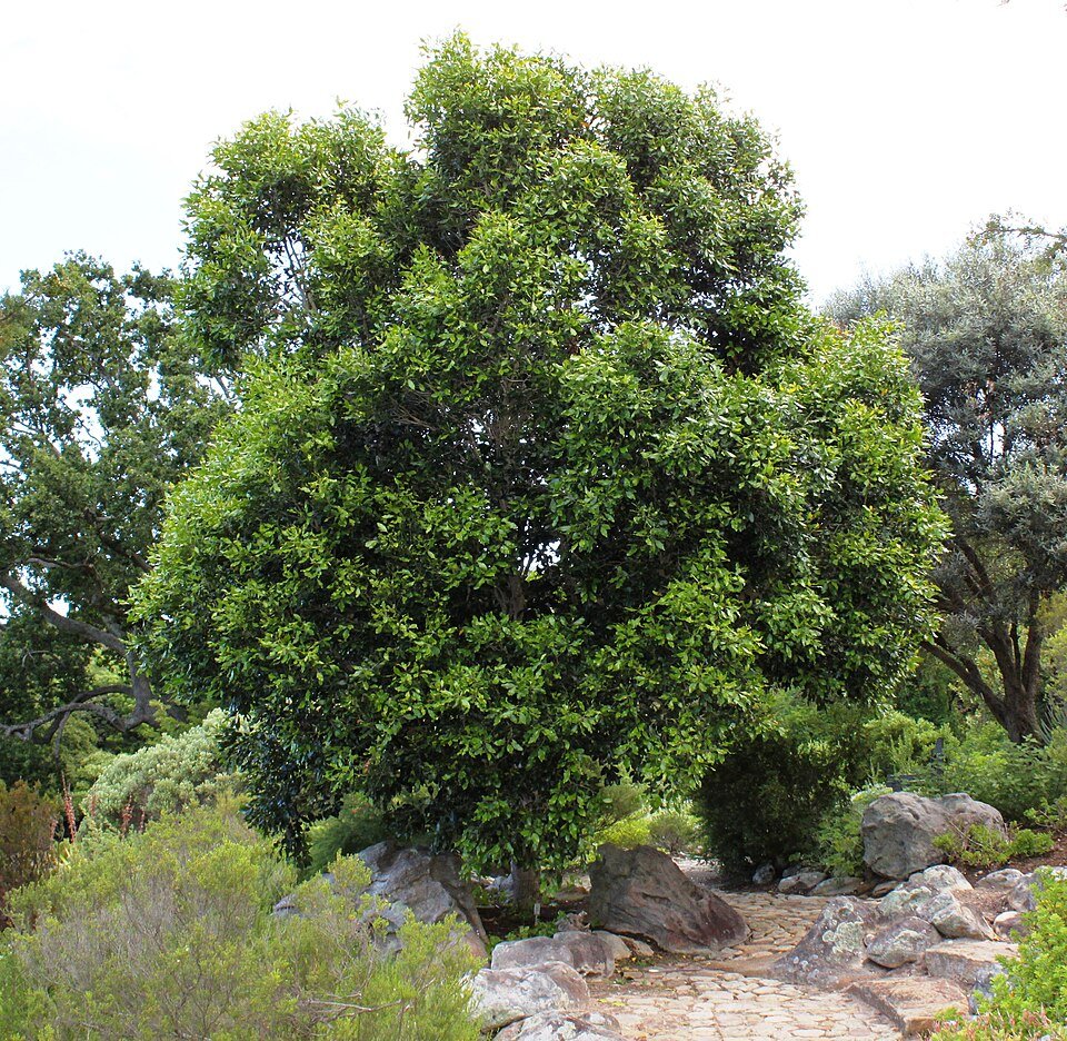 Ironwood