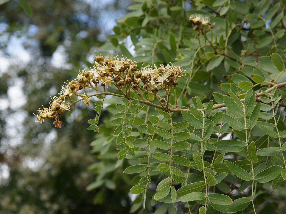 Julbernardia Woodland Species