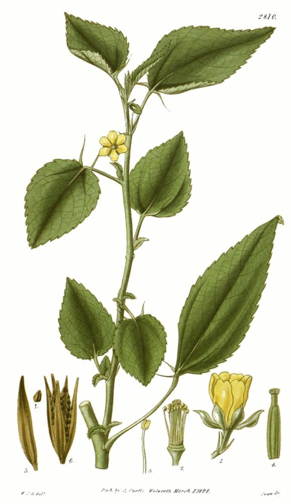 Jute Mallow