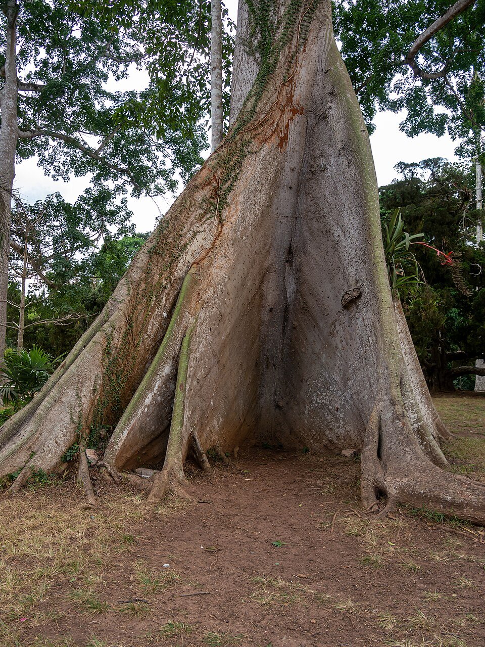 Kapok
