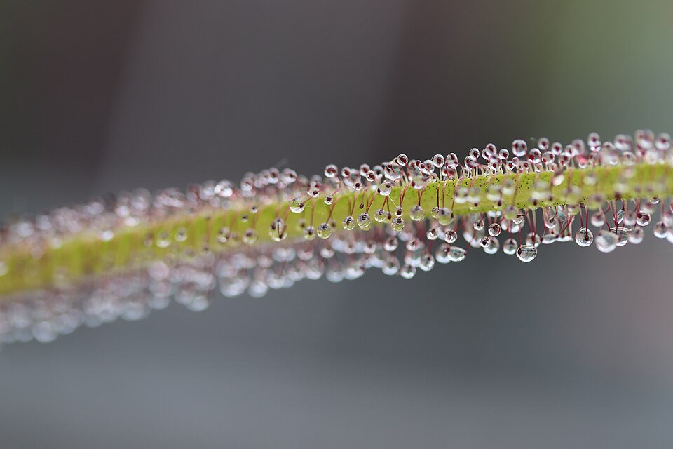 King Sundew
