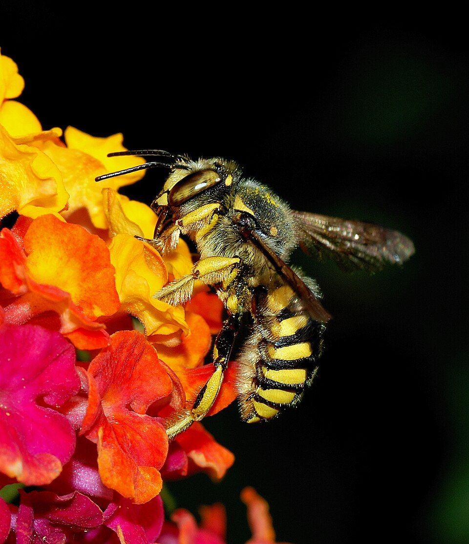 Lantana Species