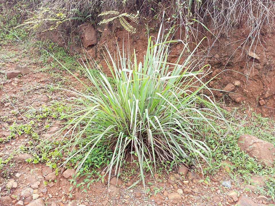 Lemon Grass