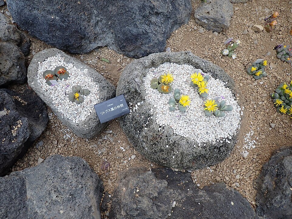 Lithops