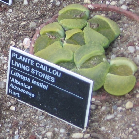 Living Stones