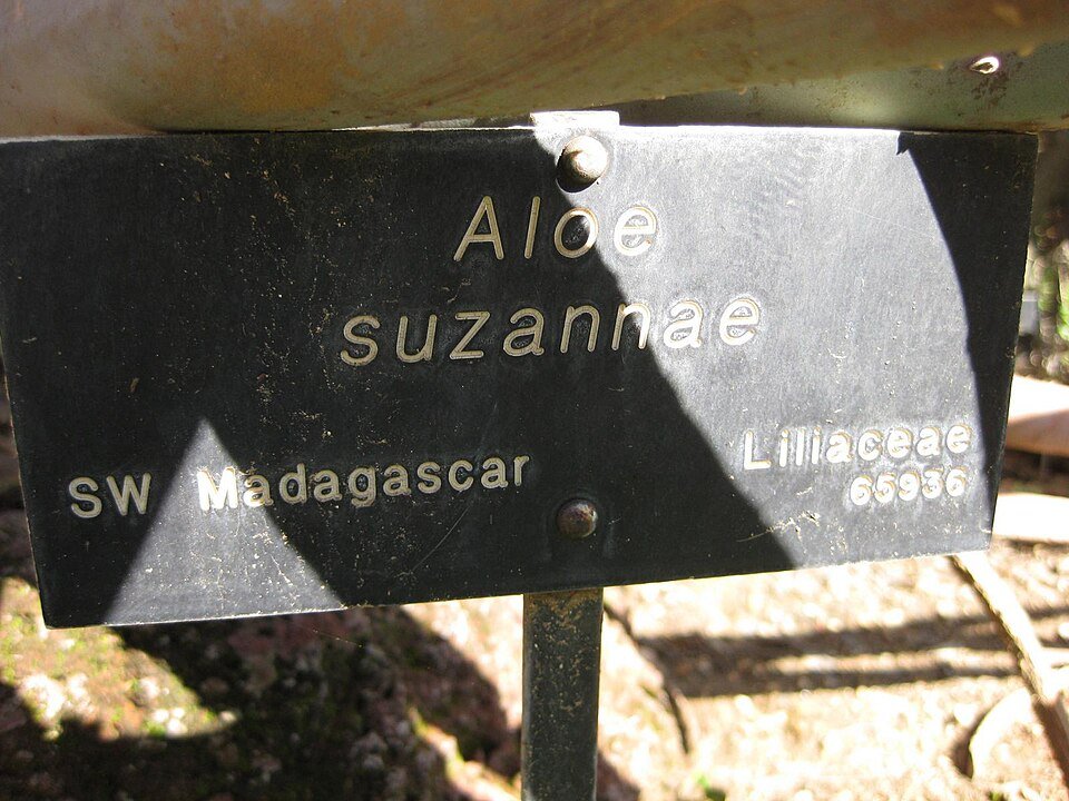 Madagascar Aloes