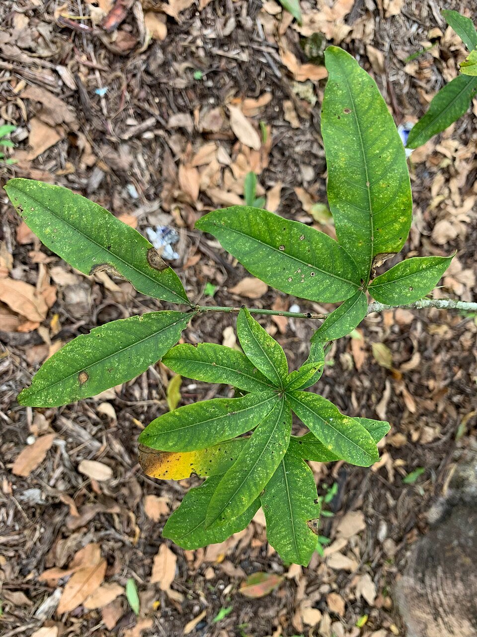 Madagascar Baobab Species