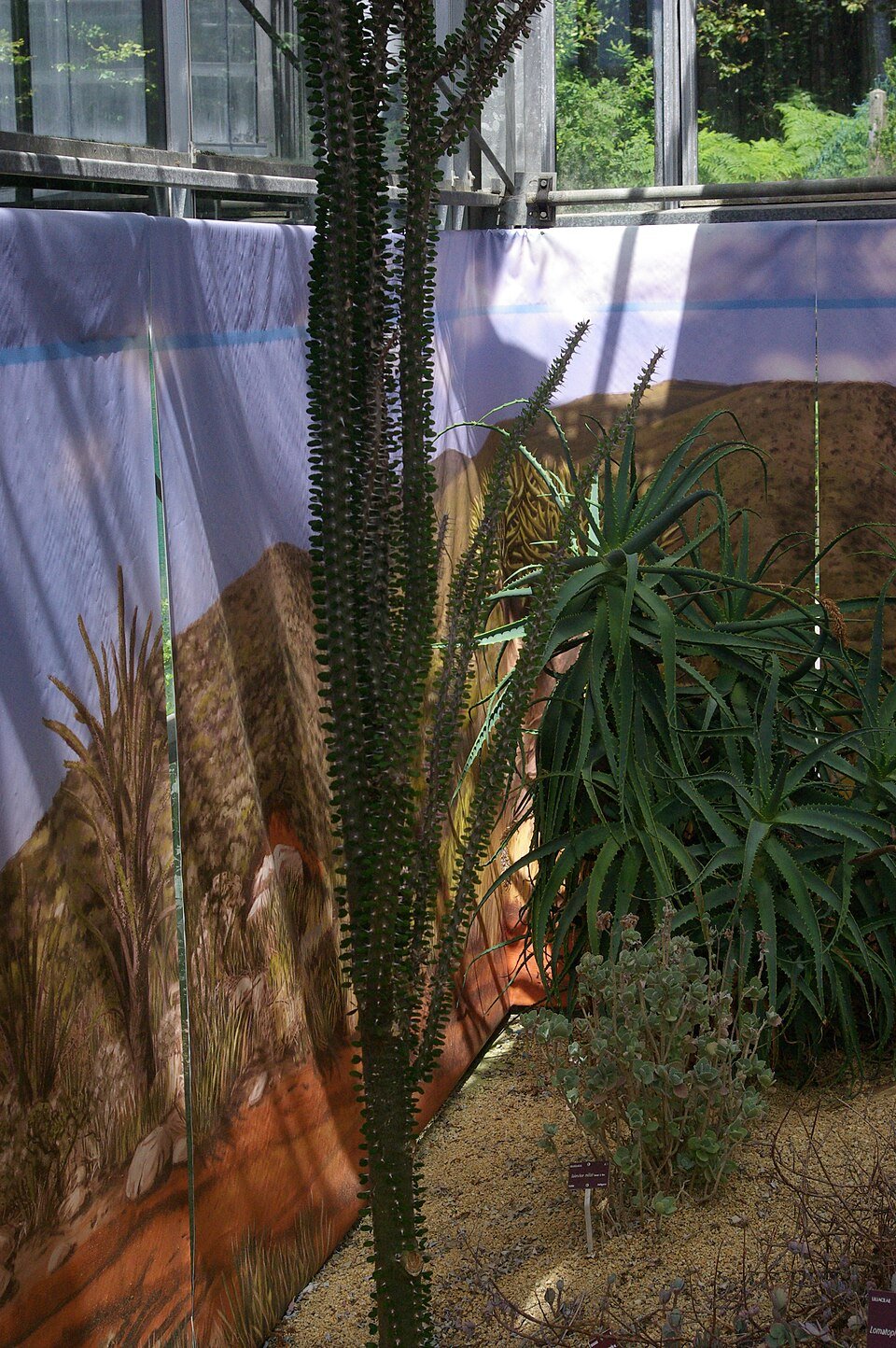 Madagascar Didiereaceae