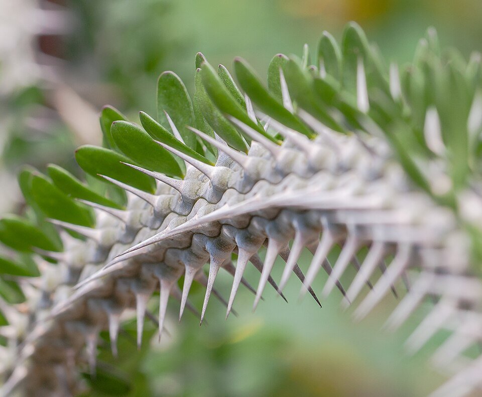 Madagascar Ocotillo-like Plants
