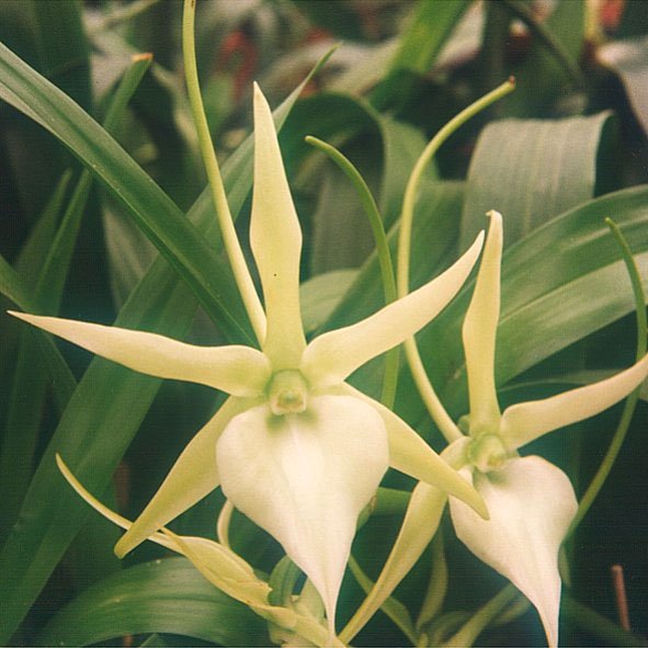 Madagascar Orchids