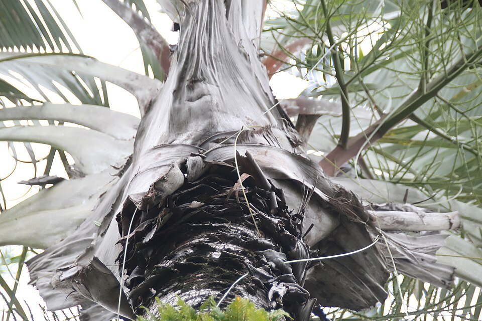 Madagascar Palms