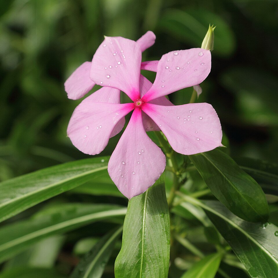 Madagascar Periwinkle