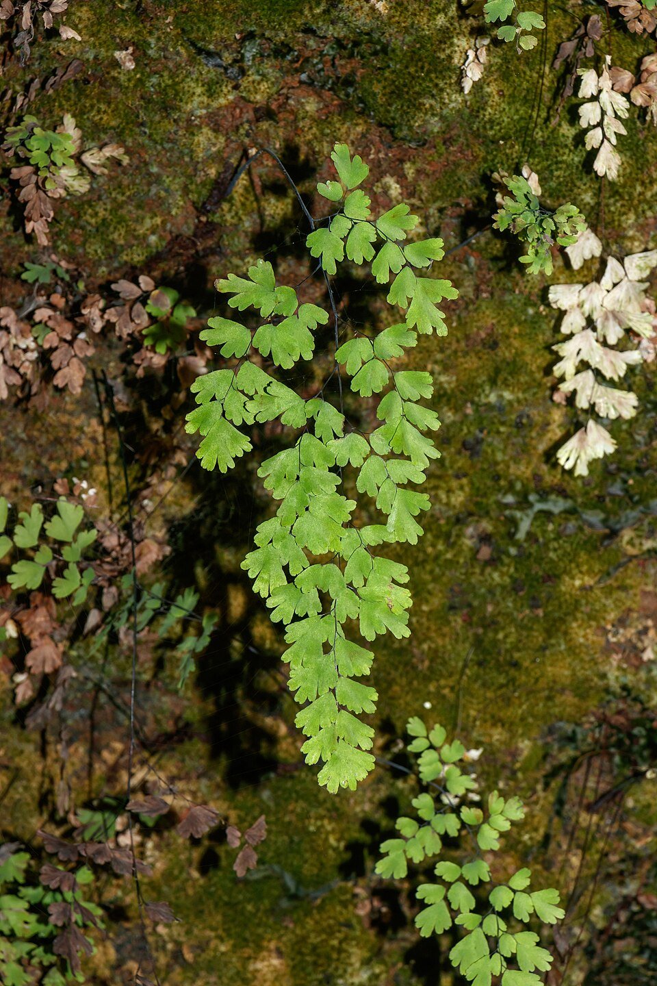 Maidenhair Ferns