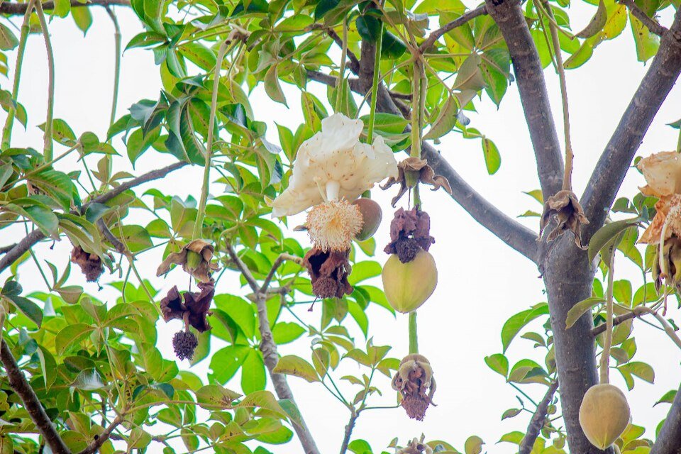 Malagasy Baobabs