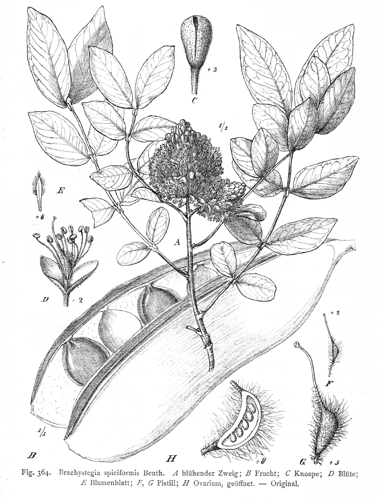 Miombo Brachystegia