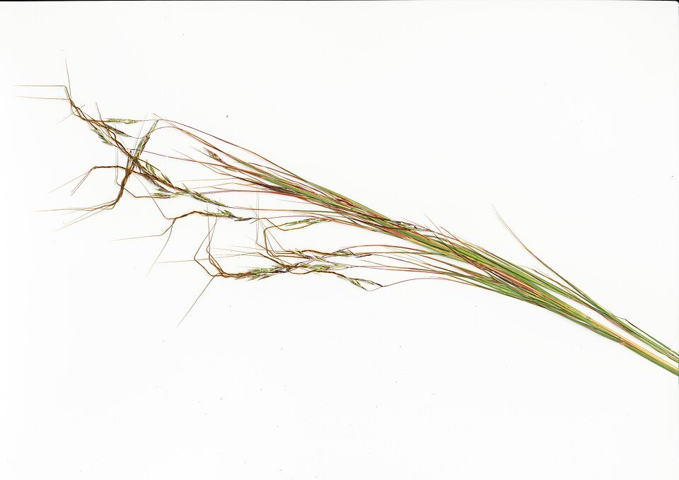 Miombo Grasses