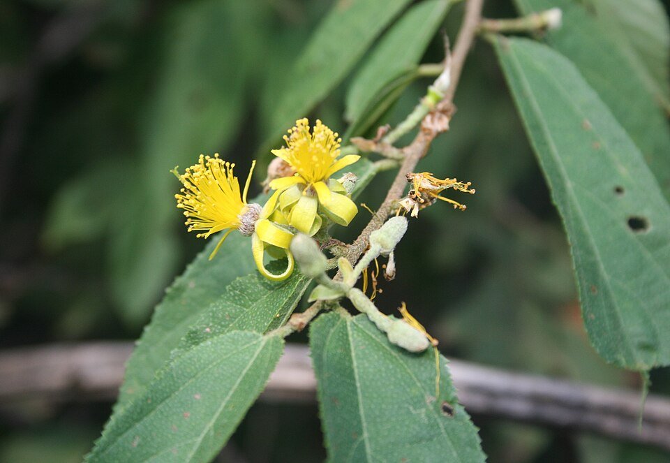 Miombo Shrubs
