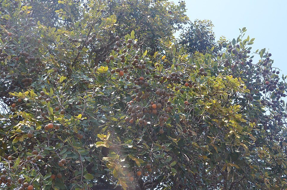 Mobola Plum