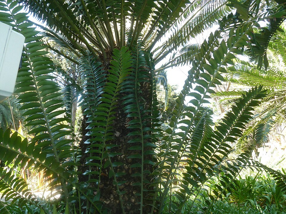Modjadji Cycad