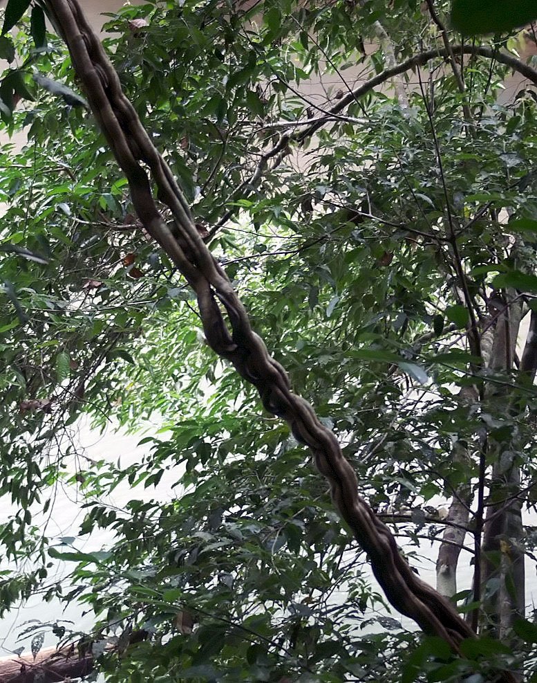 Monkey Ladder Vine