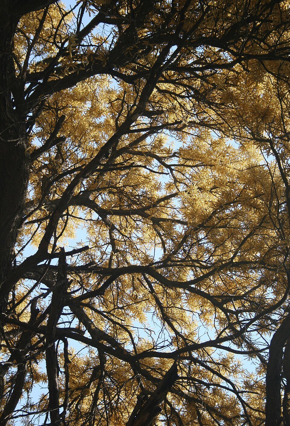 Monkey Thorn