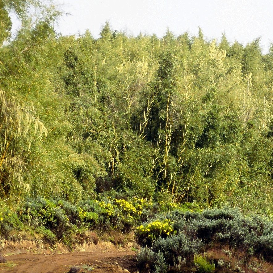 Montane Bamboo