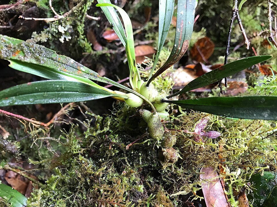 Montane Orchids