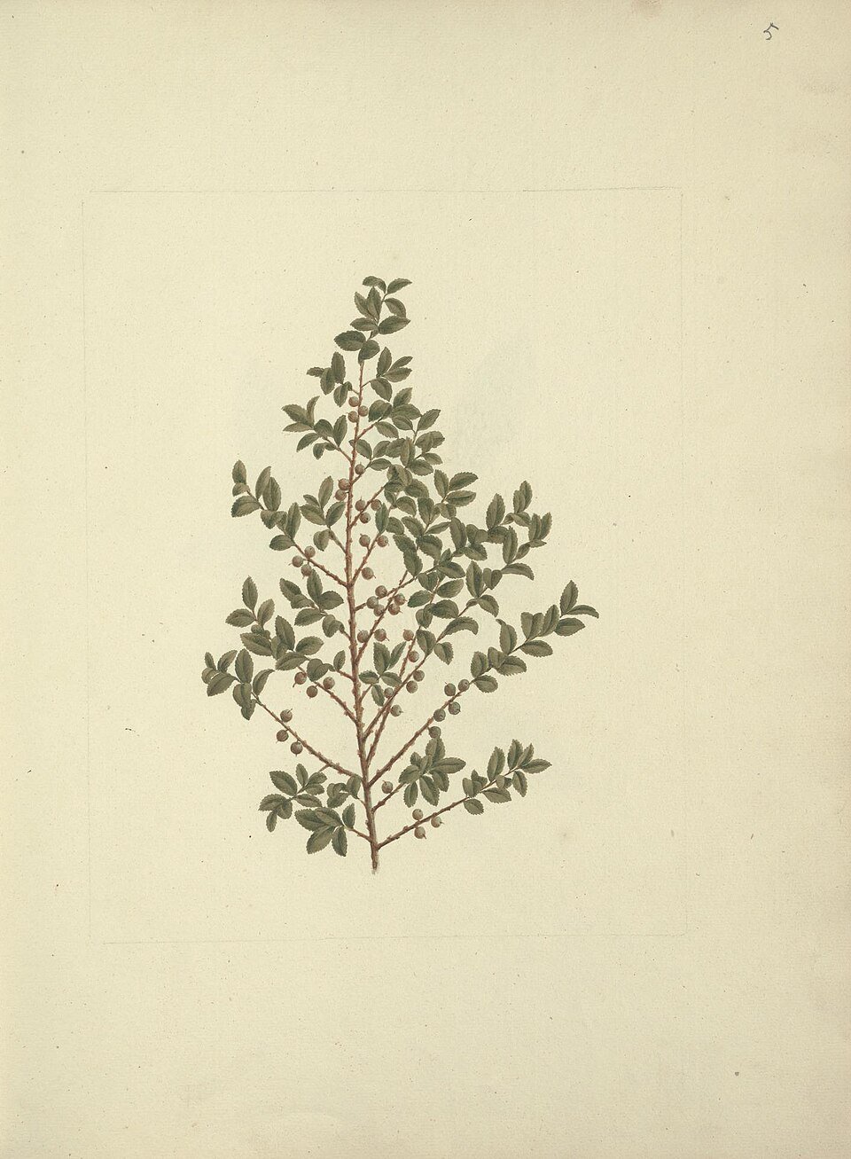 Montane Shrubs