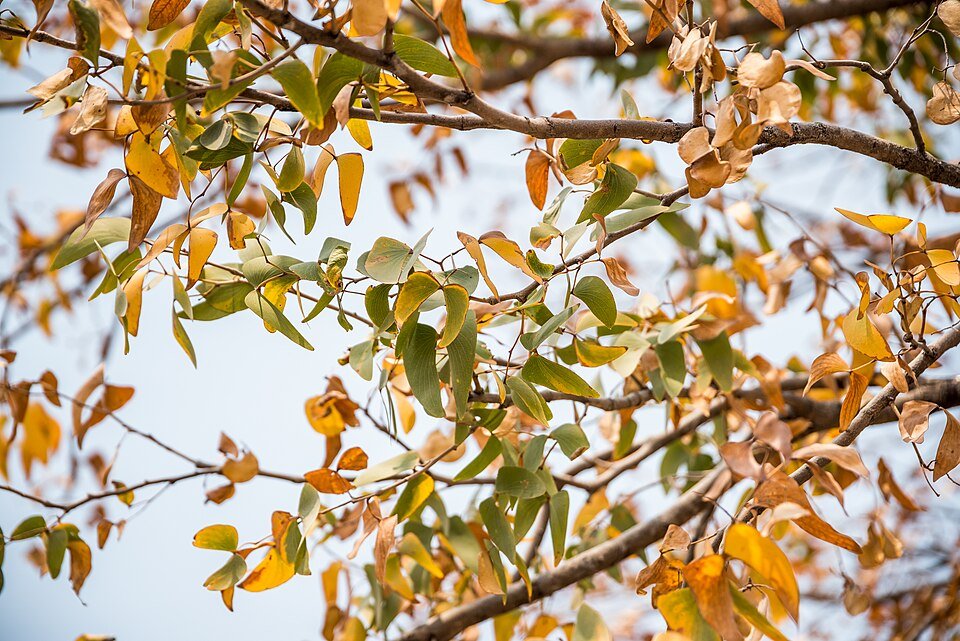 Mopane