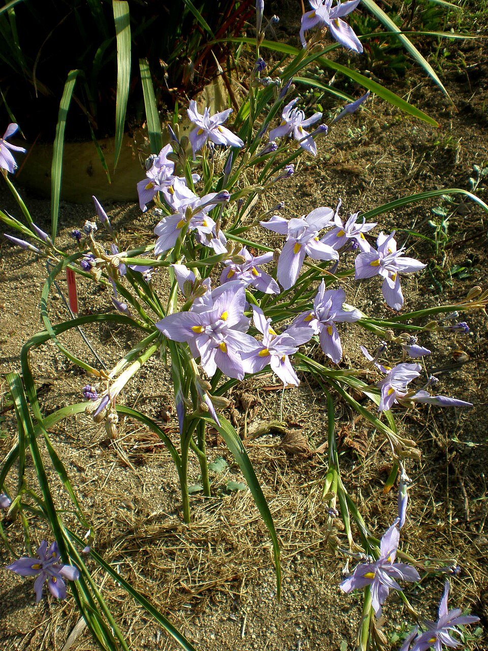 Moraea