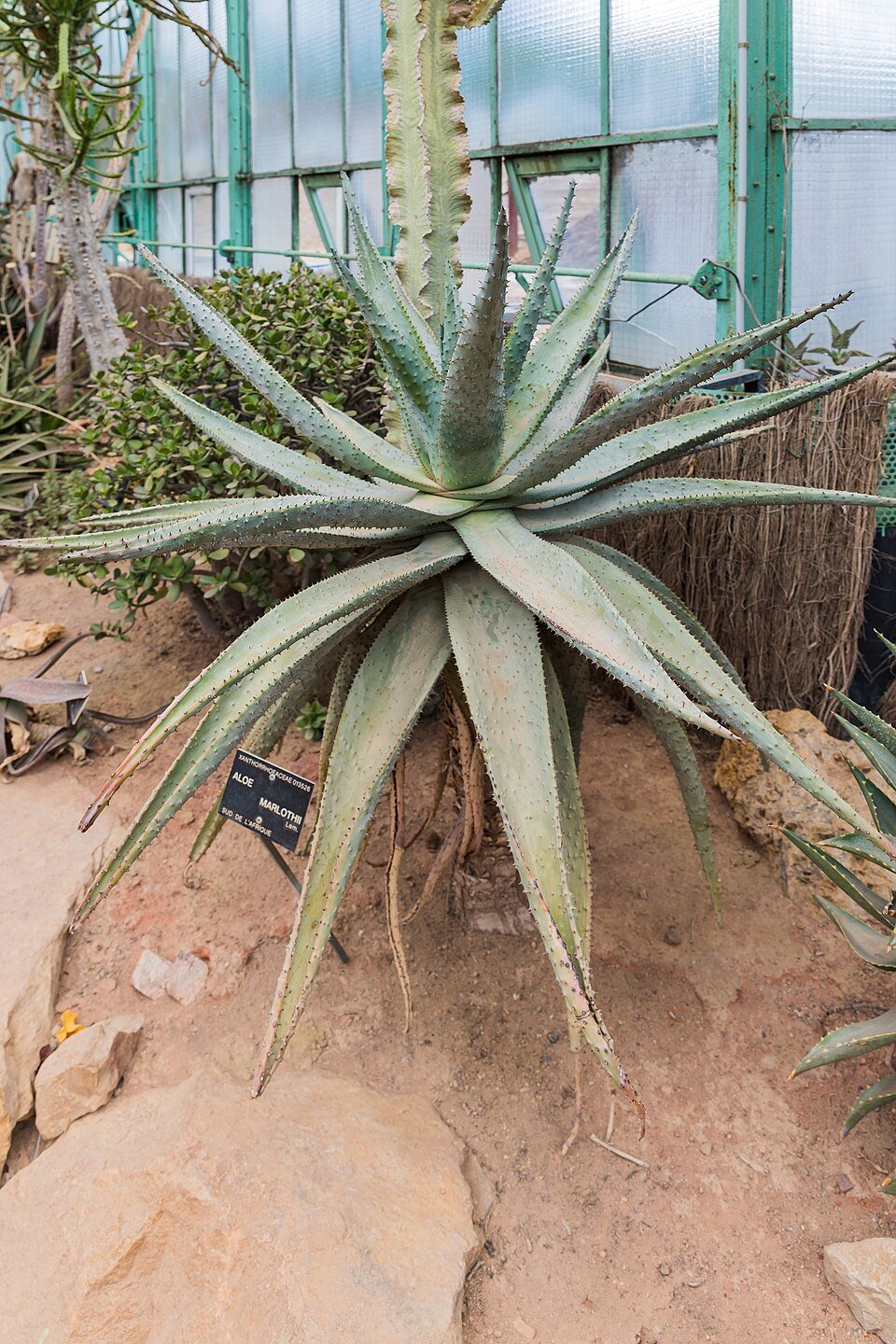 Mountain Aloe