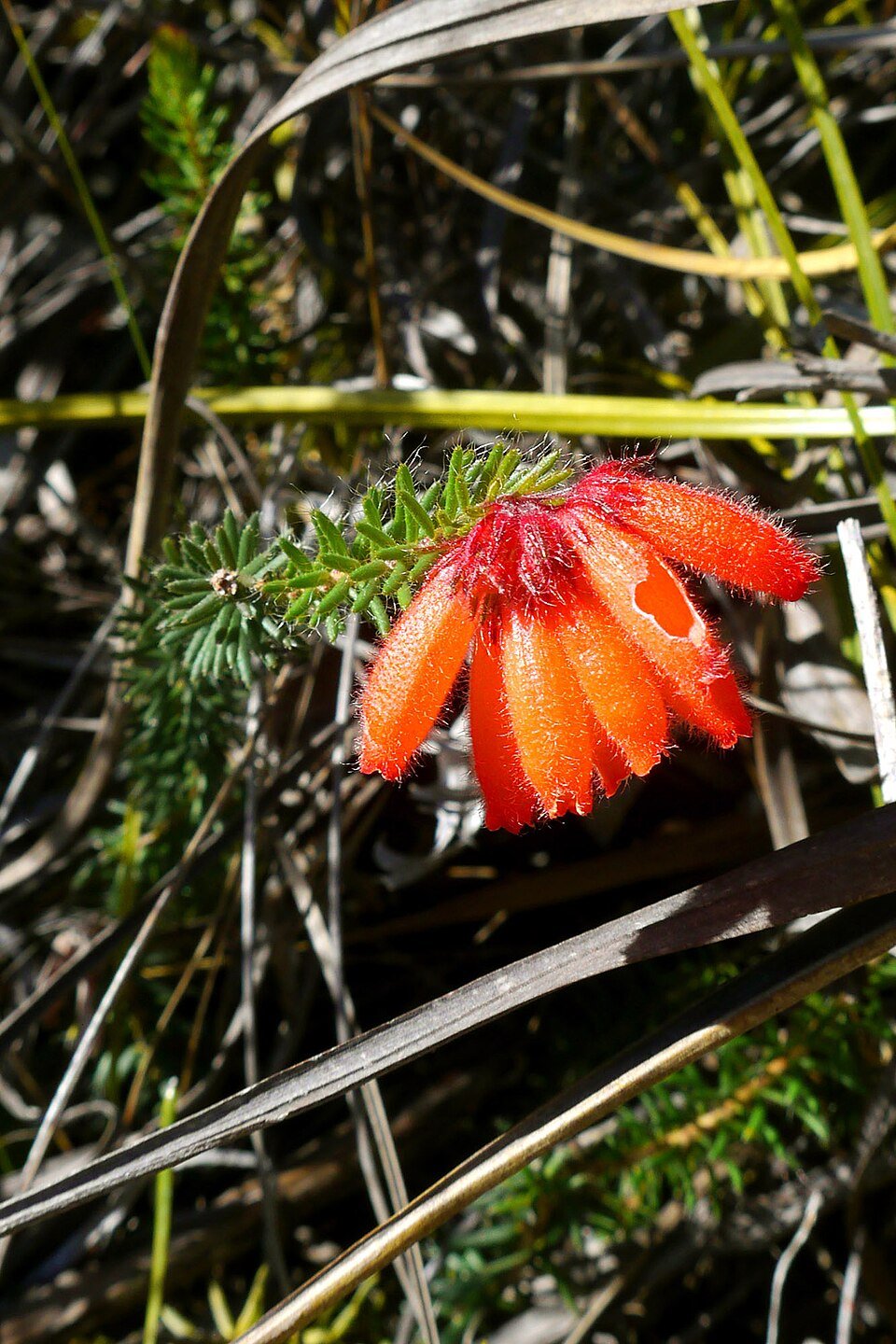 Mountain Heath