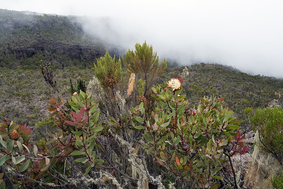 Mountain Proteas