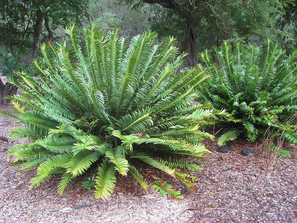 Natal Cycad