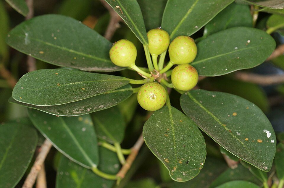 Natal Fig