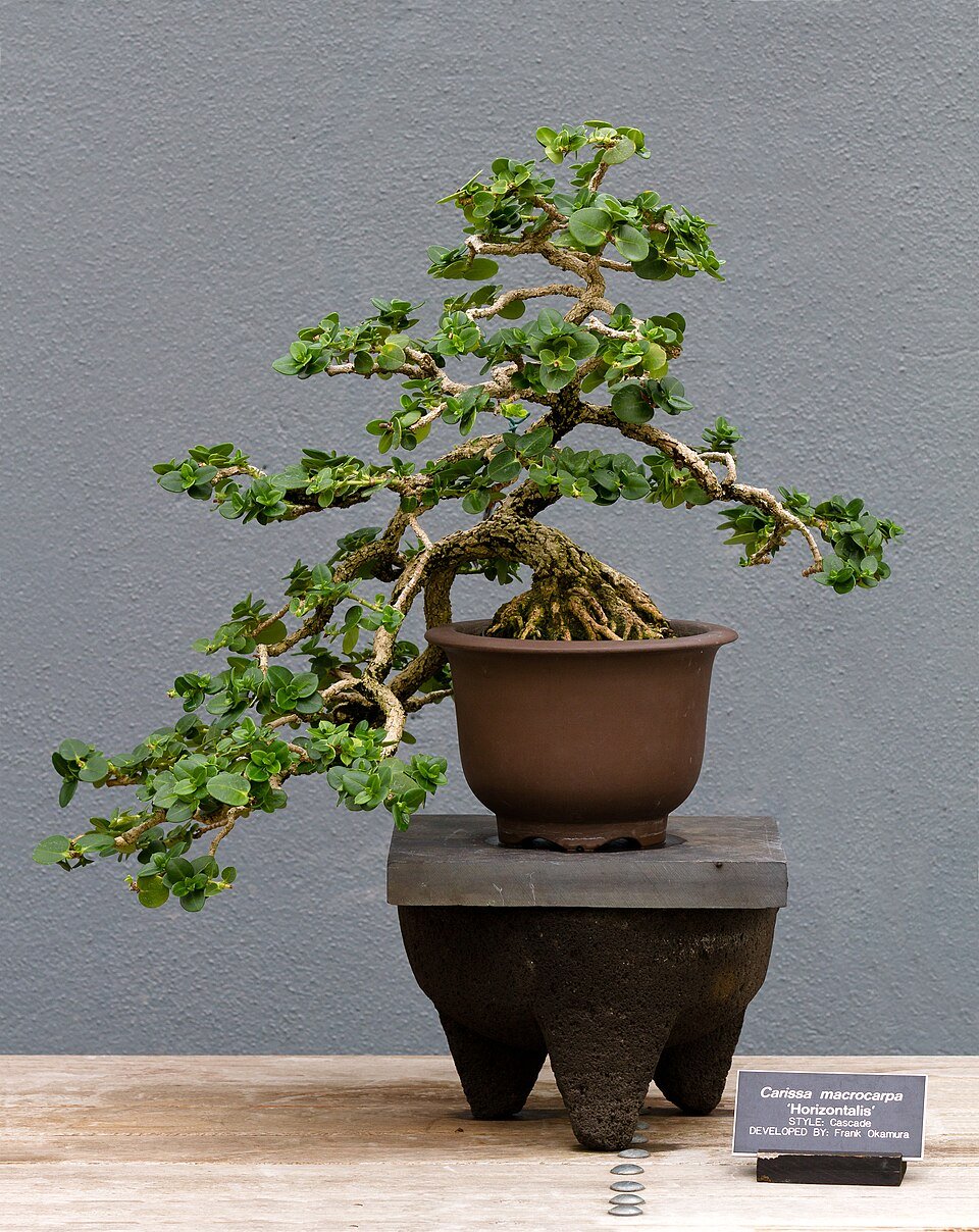 Natal Plum