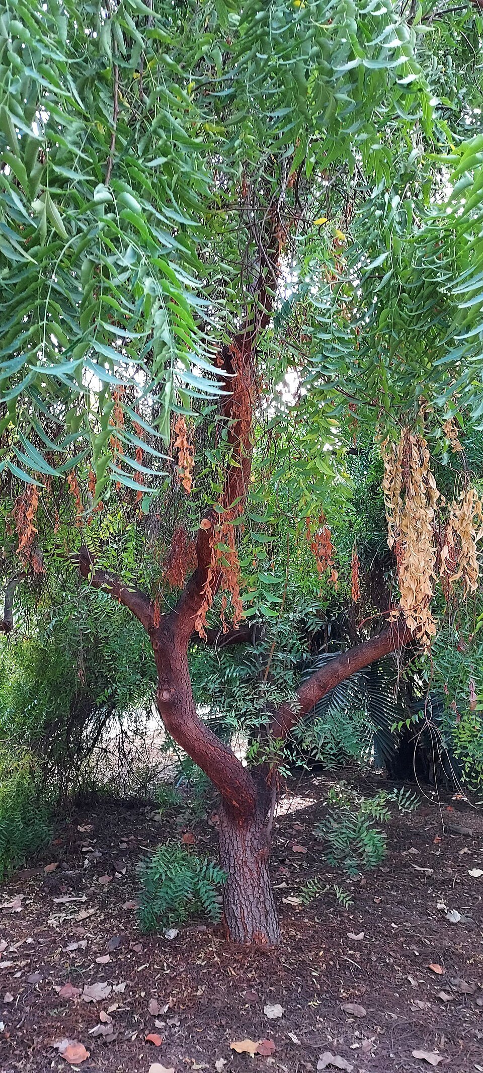 Neem