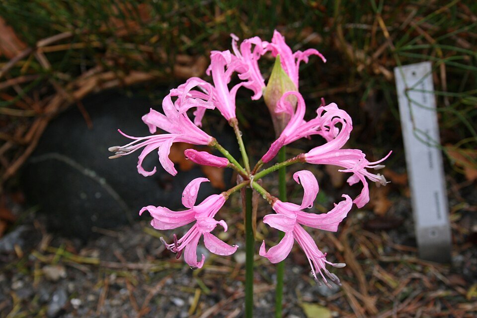 Nerine