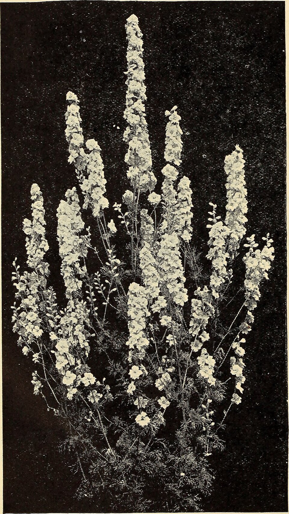 Nguru Mountain Plants