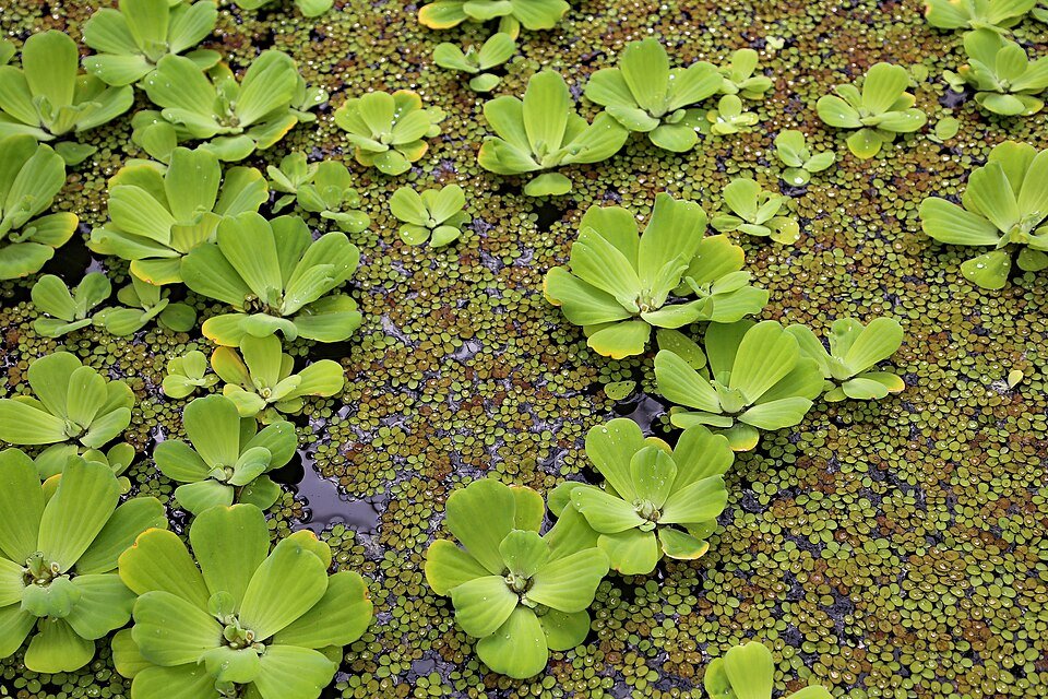 Nile Cabbage